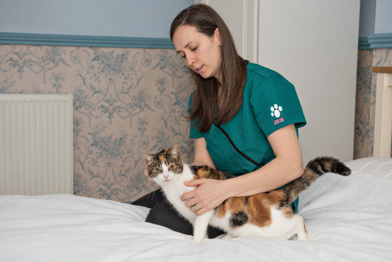 The Ultimate Guide to Traveling Vet Tech: Adventures in Animal Care